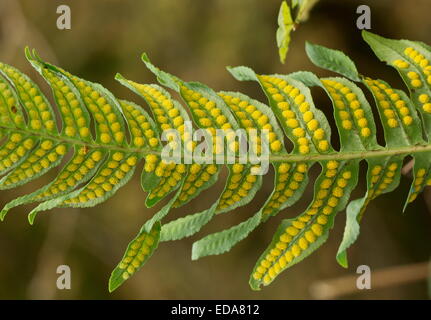 Fertile frond of Intermediate Polypody, in the East Lyn River valley, Exmoor National Park, Devon. Stock Photo