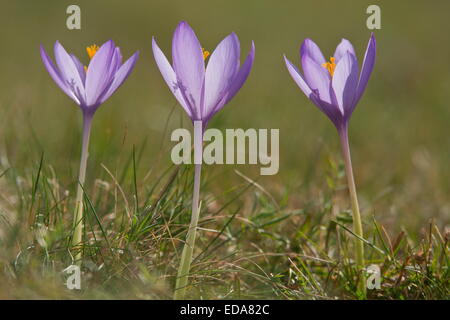 An autumn crocus, Crocus nudiflorus in flower in october in meadows, french Pyrenees Stock Photo