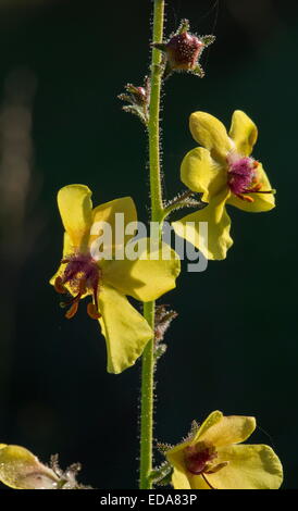 Moth Mullein, Verbascum blattaria in flower. Rare in UK. Stock Photo