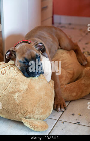 Boxer cross puppy sleeping on teddy bear toy Stock Photo