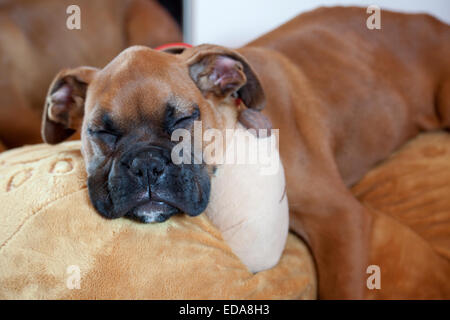 Boxer cross puppy sleeping on teddy bear toy Stock Photo