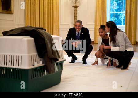 US President Barack Obama smiles as his daughters Malia and Sasha look at Mac the turkey in the East Room prior to the annual National Thanksgiving Turkey pardon ceremony at the White House November 26, 2014 in Washington, DC. Stock Photo