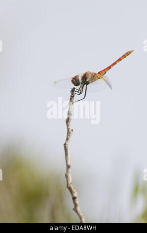 Resting Emperor dragonfly (Anax imperator) on branch Stock Photo
