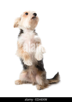 Charming dog sitting on its hind legs Stock Photo