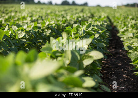 Rows of young soybean plants in a field Stock Photo