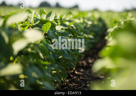 Rows of young soybean plants in a field Stock Photo