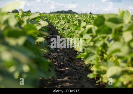 Rows of young soybean plants in a field Stock Photo