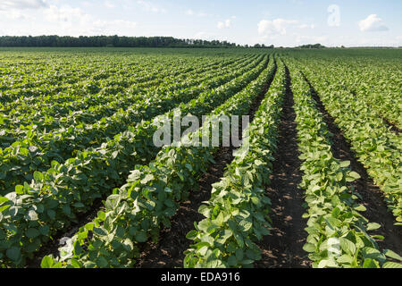 Rows of young soybean plants in a field Stock Photo