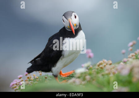 The Atlantic puffin (Fratercula arctica), also known as the common puffin Stock Photo