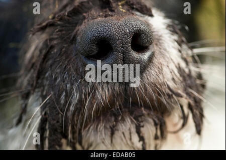 Dog with muddy snout Jack Russell Mix Stock Photo