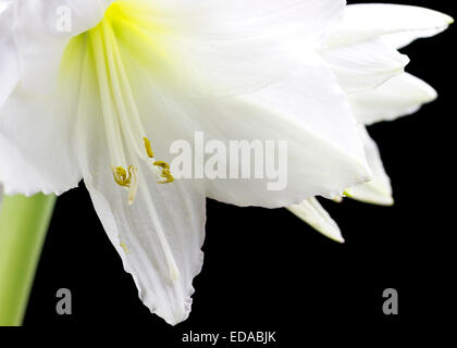 Beautiful white amaryllis flower bloom on black background. Stock Photo
