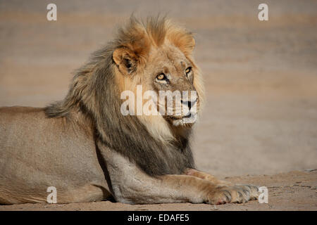Portrait of a big male African lion (Panthera leo), Kalahari desert, South Africa Stock Photo