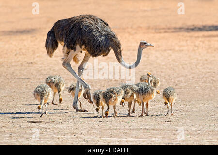 Female ostrich (Struthio camelus) with chicks, Kalahari desert, South Africa Stock Photo