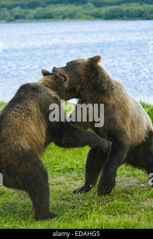 Brown Bears  (Ursus arctos) fighting in Kurile Lake, Kamchatka Peninsula, Russia. Stock Photo