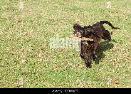Working cocker spaniel playing Stock Photo