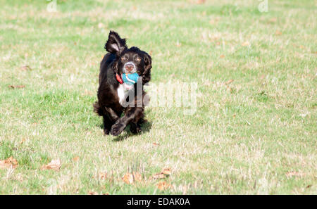 Working cocker spaniel playing Stock Photo