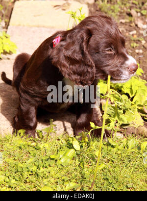 Working cocker spaniel playing Stock Photo