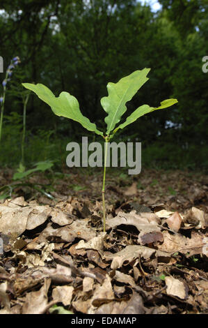 Pedunculate or English Oak Quercus robur Fagaceae - seedling. Stock Photo