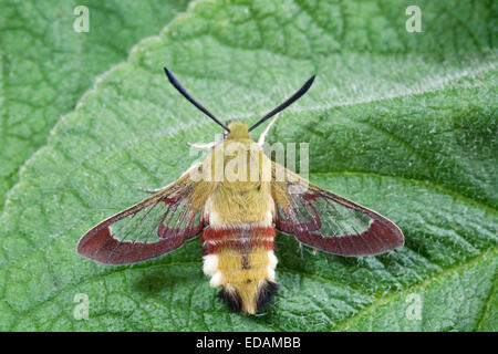 Broad-bordered Bee Hawk-moth - Hemaris fuciformis Stock Photo