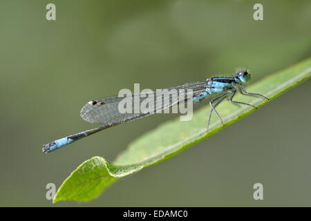 Blue-tailed Damselfly - Ischnura elegans Stock Photo