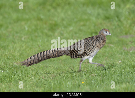 Lady Amherst's Pheasant - Chrysolophus amherstiae - female. Stock Photo