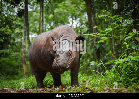 Bina (female Sumatran Rhino) at her yard in the Sumatran Rhino Sanctuary (SRS), Way Kambas National Park. Stock Photo