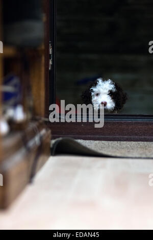 Spanish water dog puppy going outside Stock Photo