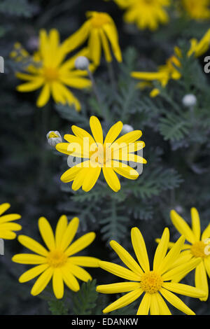 Euryops pectinatus growing in a protected environment. Stock Photo