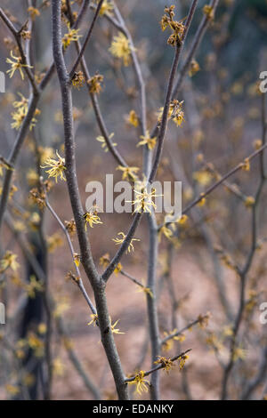 Hamamelis shrub flowering in Winter. Witch hazel flowers. Stock Photo