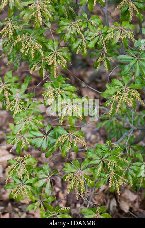 Flowering japanese andromeda (Pieris japonica), North Rhine-Westphalia ...