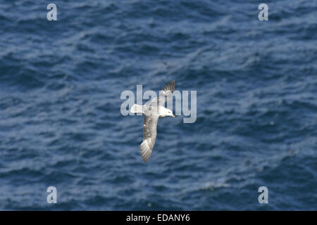 Fulmar -  Fulmarus glacialis Stock Photo