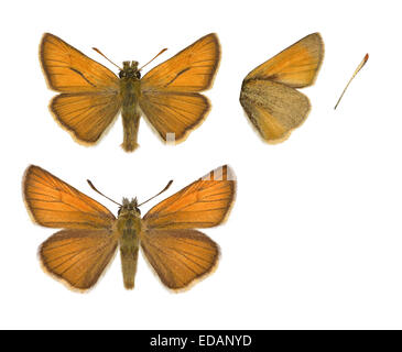 Small Skipper - Thymelicus sylvestris - male (top) - female (bottom). Stock Photo