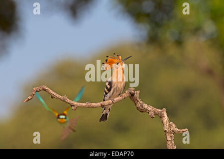 Hoopoe - Upupa epops Stock Photo