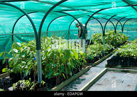 Cocao nursery from the Charley's chocolate factory in Mission Beach Australia Stock Photo