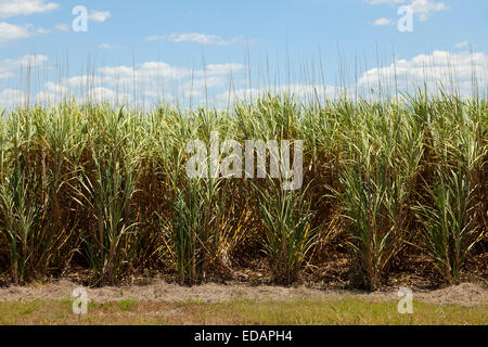 Sugarcane fields in Queensland, Australia Stock Photo