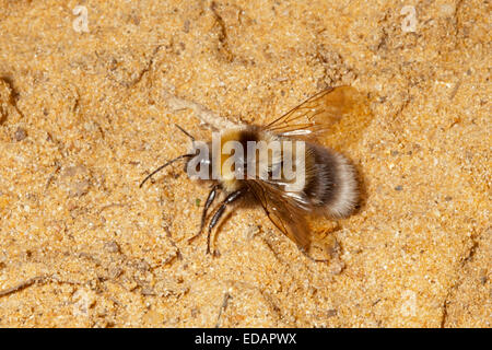 Bumble Bee - Bombus ruderatus Stock Photo