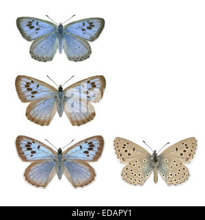 Large Blue - Maculinea arion - male (top) - female (middle and bottom). Stock Photo