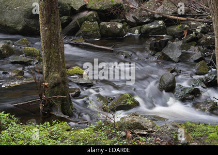 Fever Brook Running through the Federated Women's Club State Forest in New Salem, Massachusetts. Stock Photo