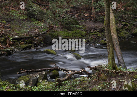 Fever Brook Running through the Federated Women's Club State Forest in ...