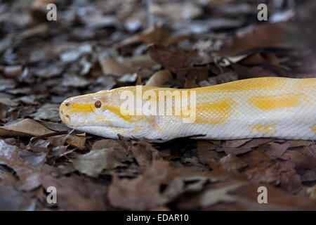 Albino Burmese python in the Australian Zoo, Beerwah,Australia Stock Photo