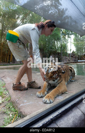 Tiger in the Australian Zoo, Beerwah,Australia Stock Photo