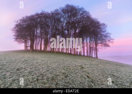 A small copse of beech trees on a hill on a foggy, frosty morning Stock Photo
