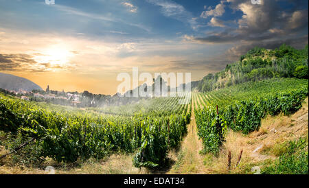 Young vineyard in mountains in the morning Stock Photo