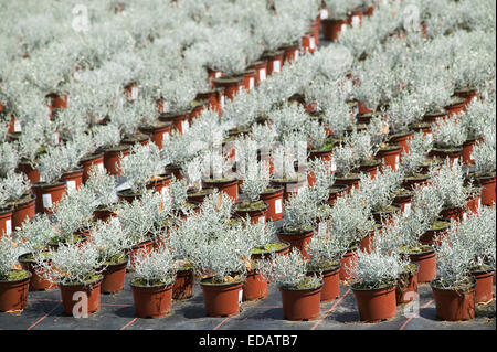 Silver head shrub (Calocephalus brownii), potted flowers in a nursery, Germany, Europe, Silberkopf (Calocephalus brownii), Topfb Stock Photo
