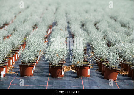 Silver head shrub (Calocephalus brownii), potted flowers in a nursery, Germany, Europe, Silberkopf (Calocephalus brownii), Topfb Stock Photo