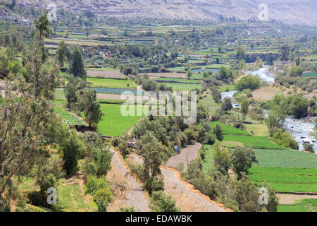 Peruvian agriculture in the Andean Highlands: Fields and terraces in the Colca Canyon in the valley formed by the Rio Colca, near Arequipa, Peru Stock Photo