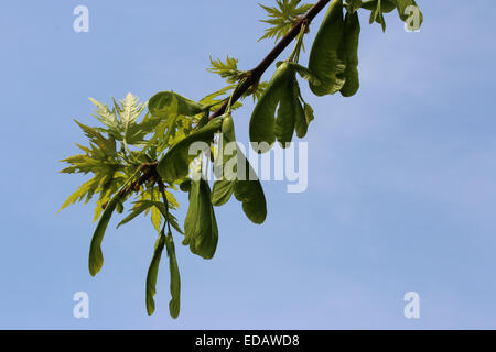 Silver maple seeds hanging on branch Ohio Stock Photo