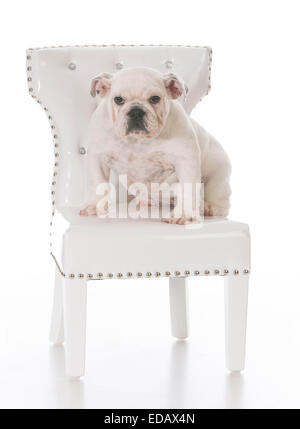 cute english bulldog puppy sitting on a white chair on white background Stock Photo