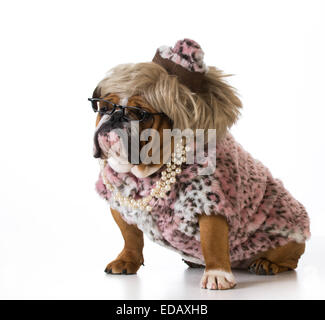 female dog wearing woman's clothing on white background - english bulldog Stock Photo