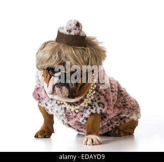 female dog wearing woman's clothing on white background - english bulldog Stock Photo